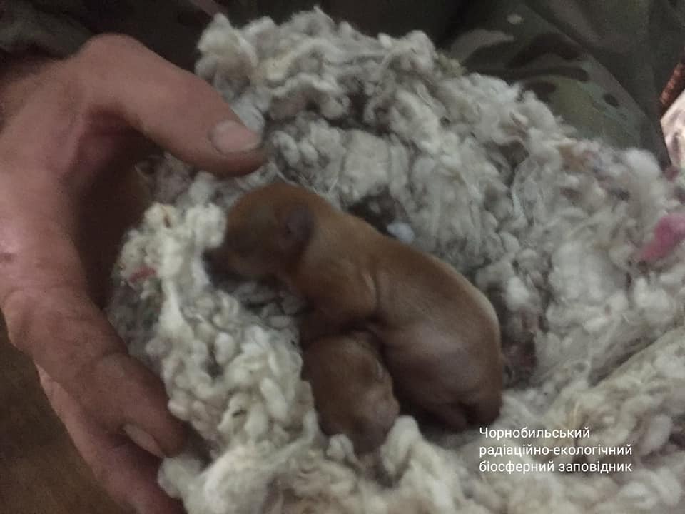 Як тварини рятувалися від вогняної стихії в Чорнобилі: потужне відео