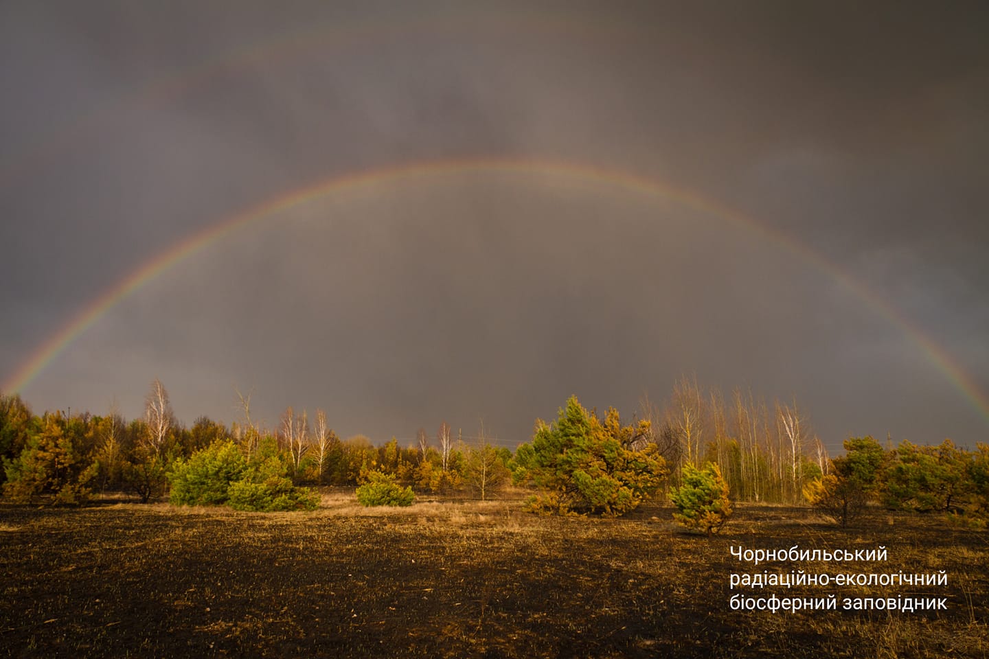 Як тварини рятувалися від вогняної стихії в Чорнобилі: потужне відео