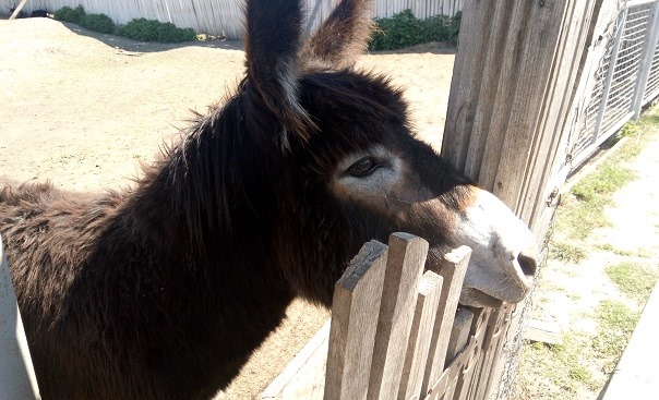 В закрытом на карантин винницком зоопарке небывалый рекорд рождаемости (видео)
