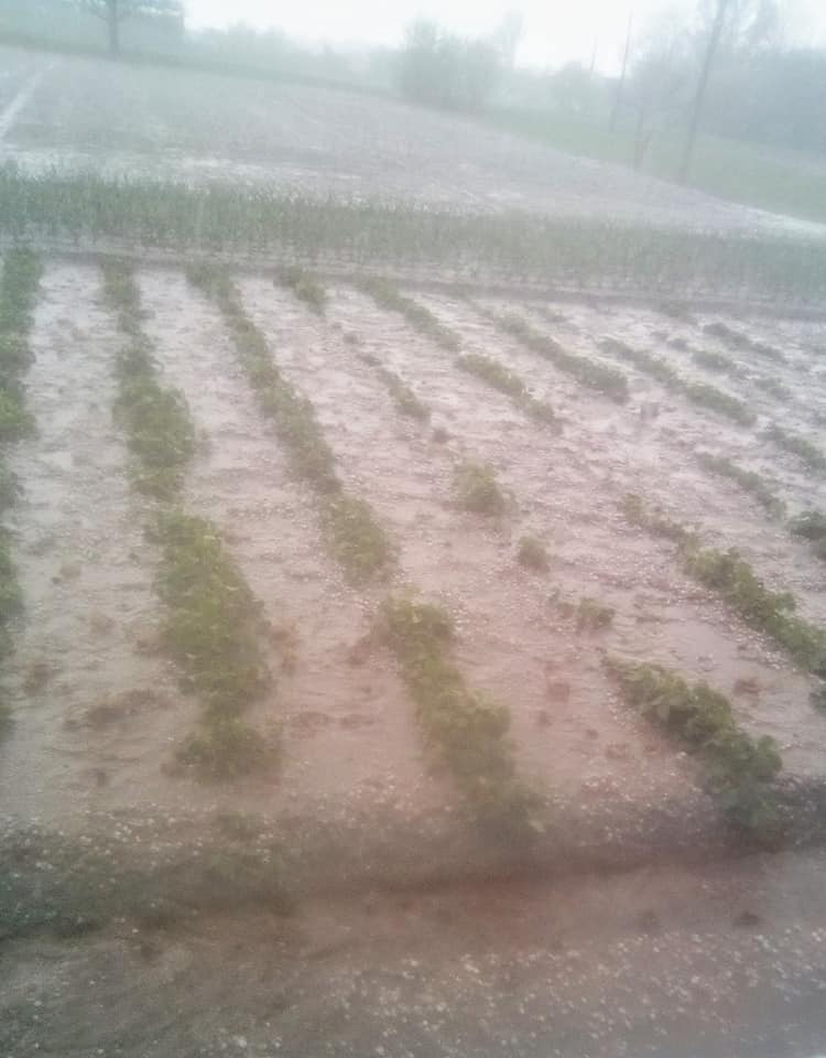 Существенные потери для всех: под Житомиром выпал сильный град (фото)