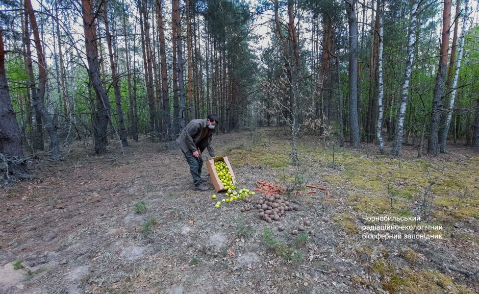 Чернобыльская природа оживает после пожаров: яркие фото "новой жизни"