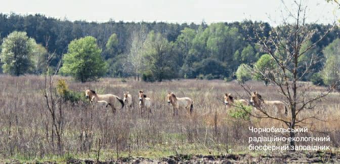 Чернобыльская природа оживает после пожаров: яркие фото "новой жизни"