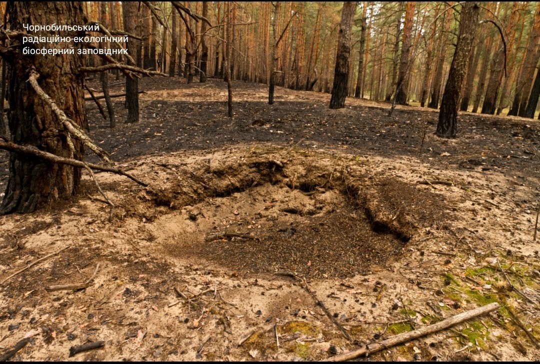 Чернобыль оживает после пожаров: яркие фото животных, что отстраивают свой дом