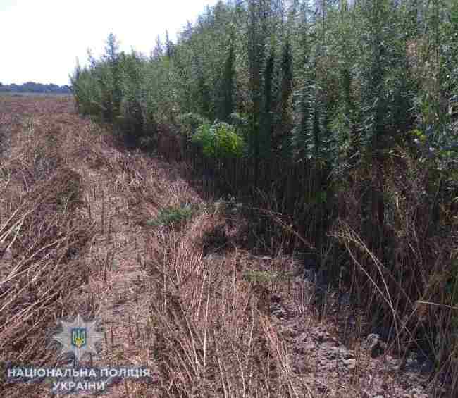 В Одесской области правоохранители обнаружили поле конопли
