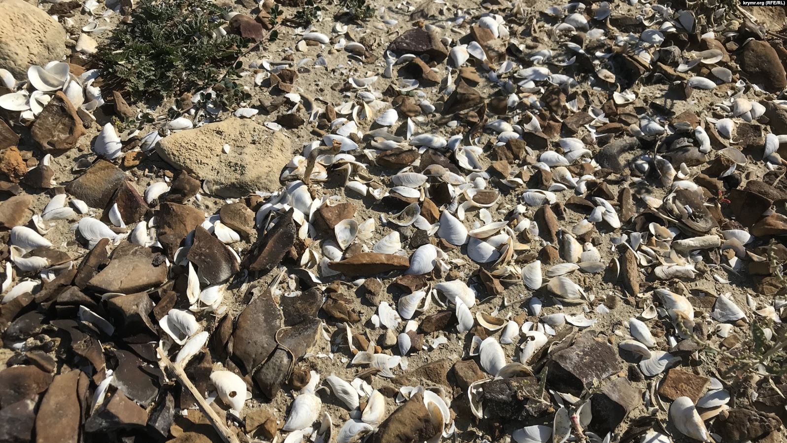 В Крыму погибает еще одно водохранилище: скоро полностью исчезнет