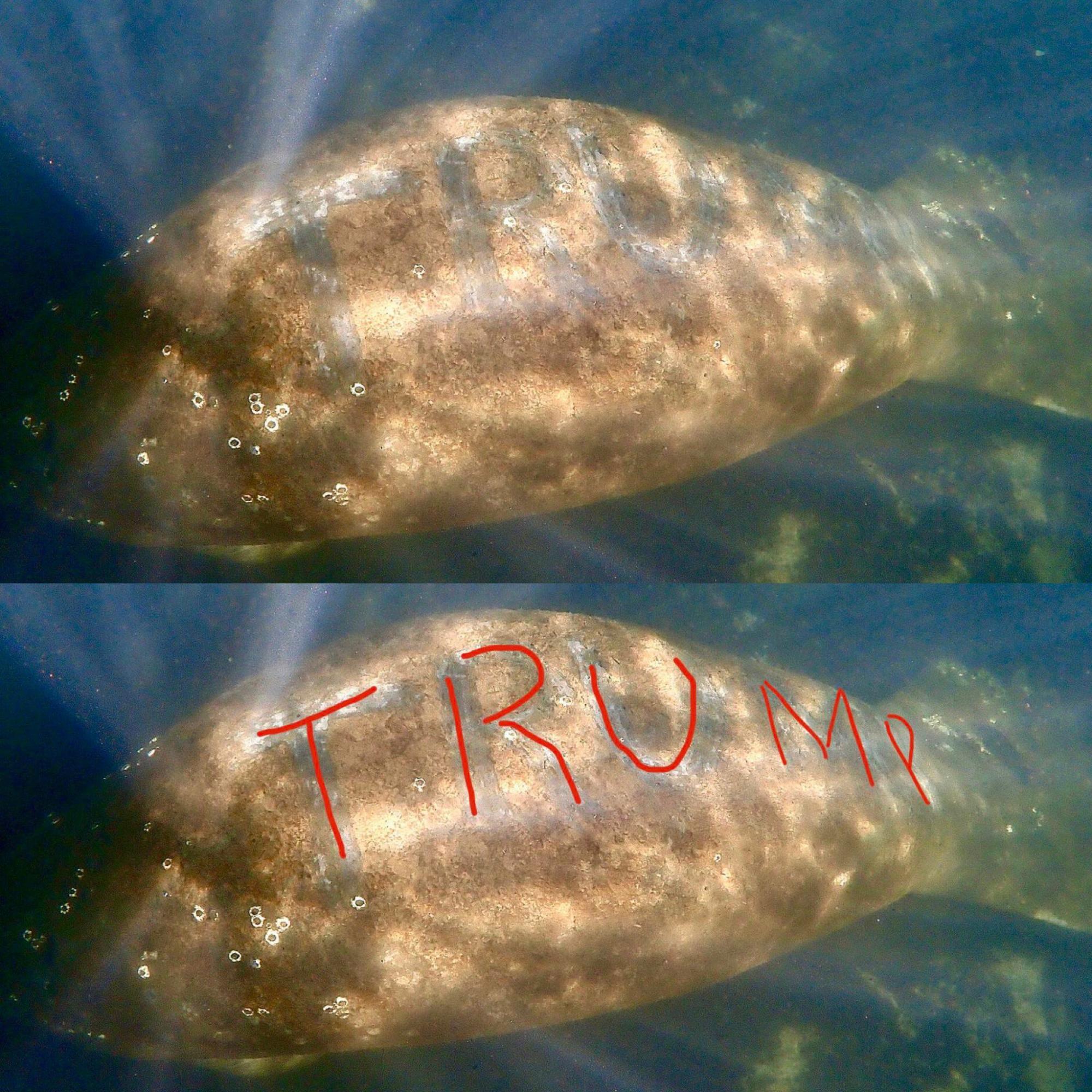 В реке нашли ламантина, на спине которого вырезали слово "Трамп"