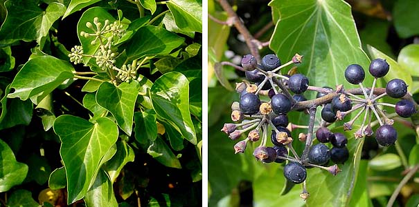 Эти комнатные растения опасны для здоровья