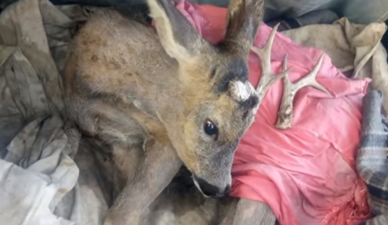 Чуть не отправили на шашлык животное из заповедника: детали скандала в Виннице