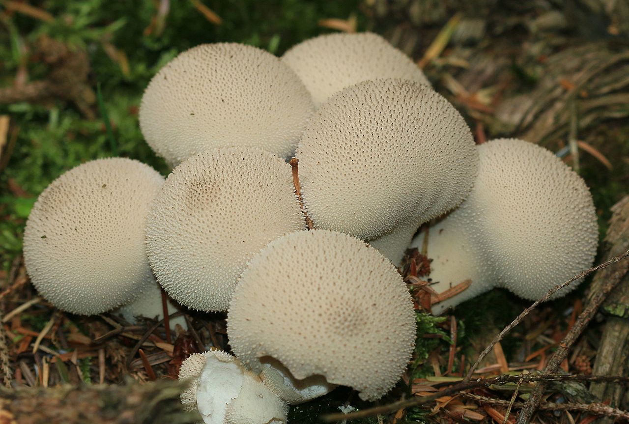 Грибной сезон в октябре: где в Украине можно собрать полные корзины