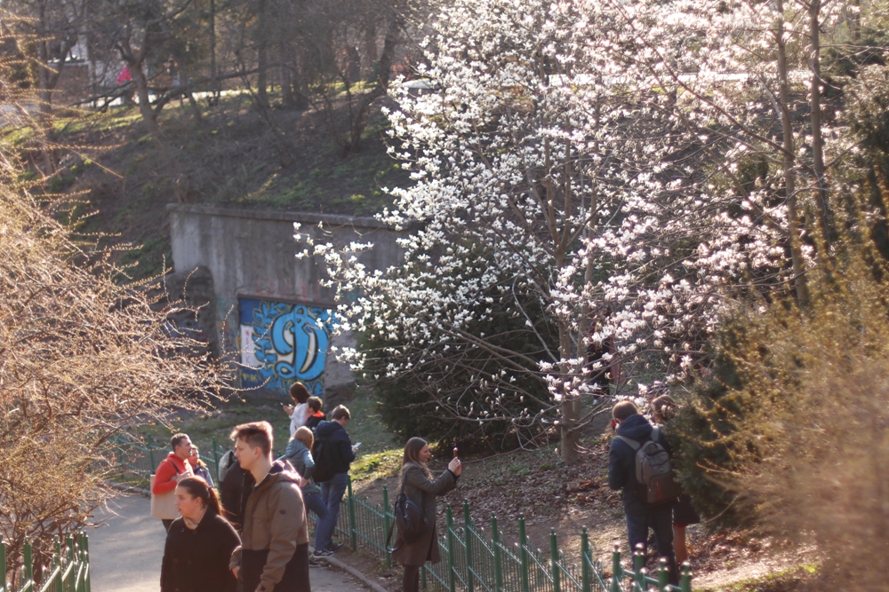 В Киеве наконец-то распустились магнолии: где можно увидеть красоту