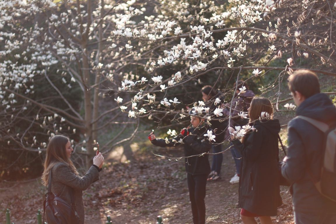 В Киеве наконец-то распустились магнолии: где можно увидеть красоту