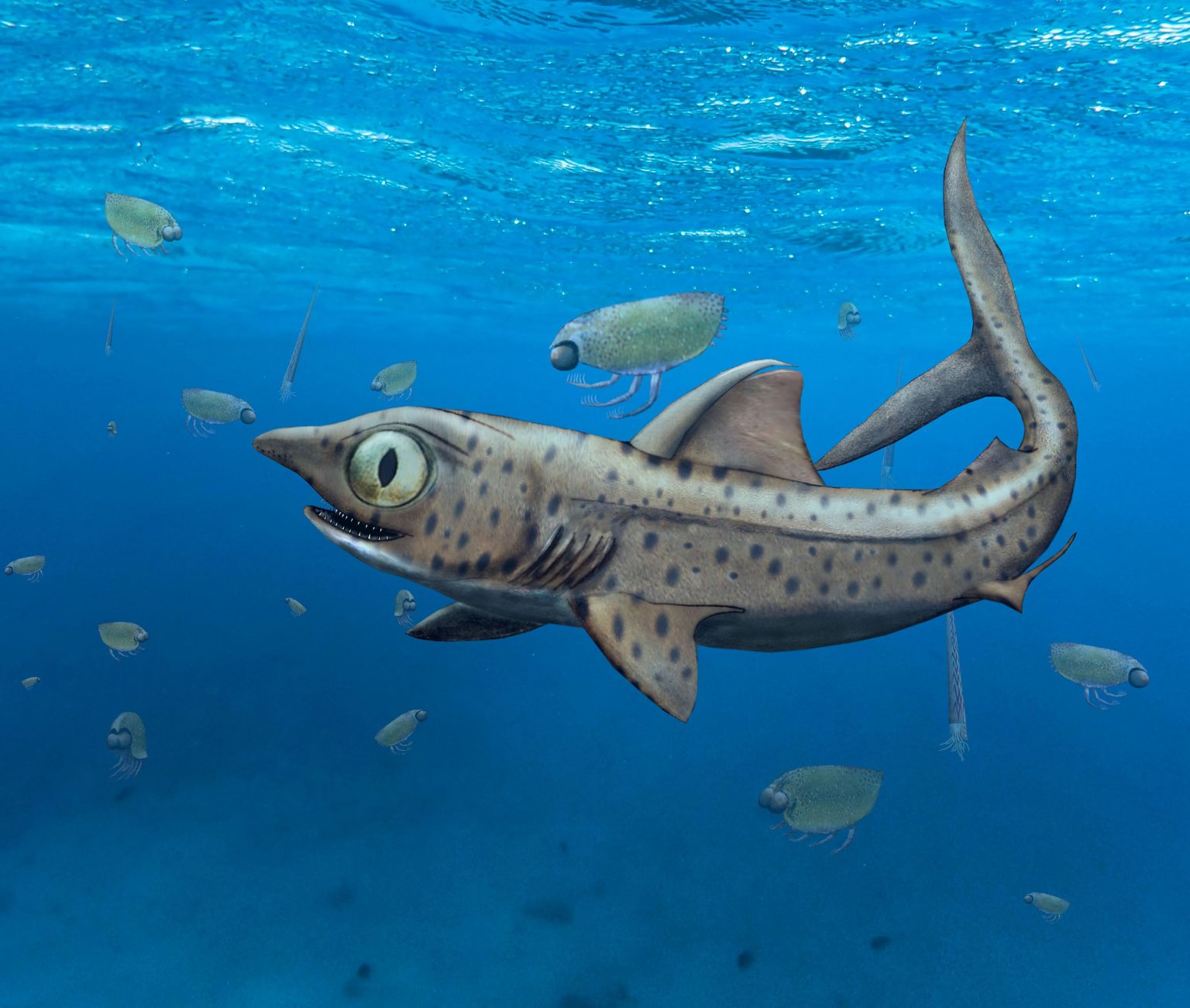 Как выглядела доисторическая акула, которая жила 300-400 миллионов лет назад (фото)