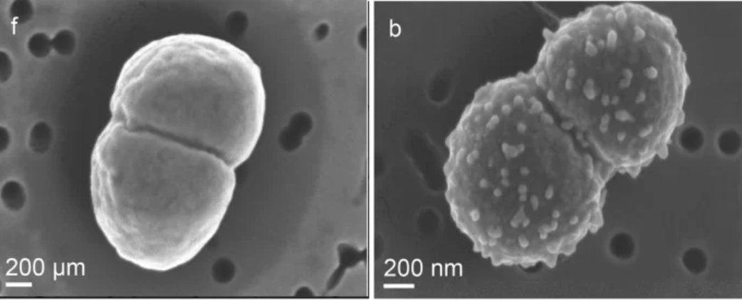 Знайдено істоту, яка прожила у відкритому космосі цілий рік (фото)