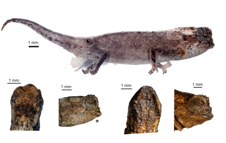 Ученые открыли самый крошечный вид рептилий: умиляющее фото