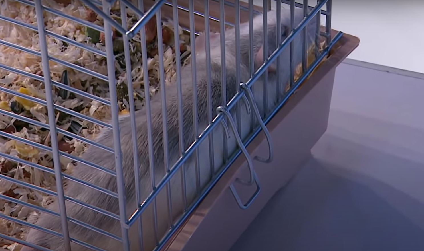 Саакашвили принес крысу на эфир и рассказал о коррупции: грызун заснул (видео)