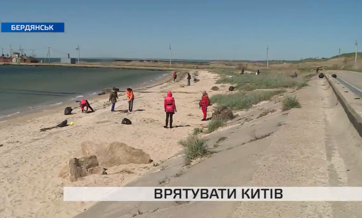 Як в Бердянську рятували китів: подробиці акції (відео)