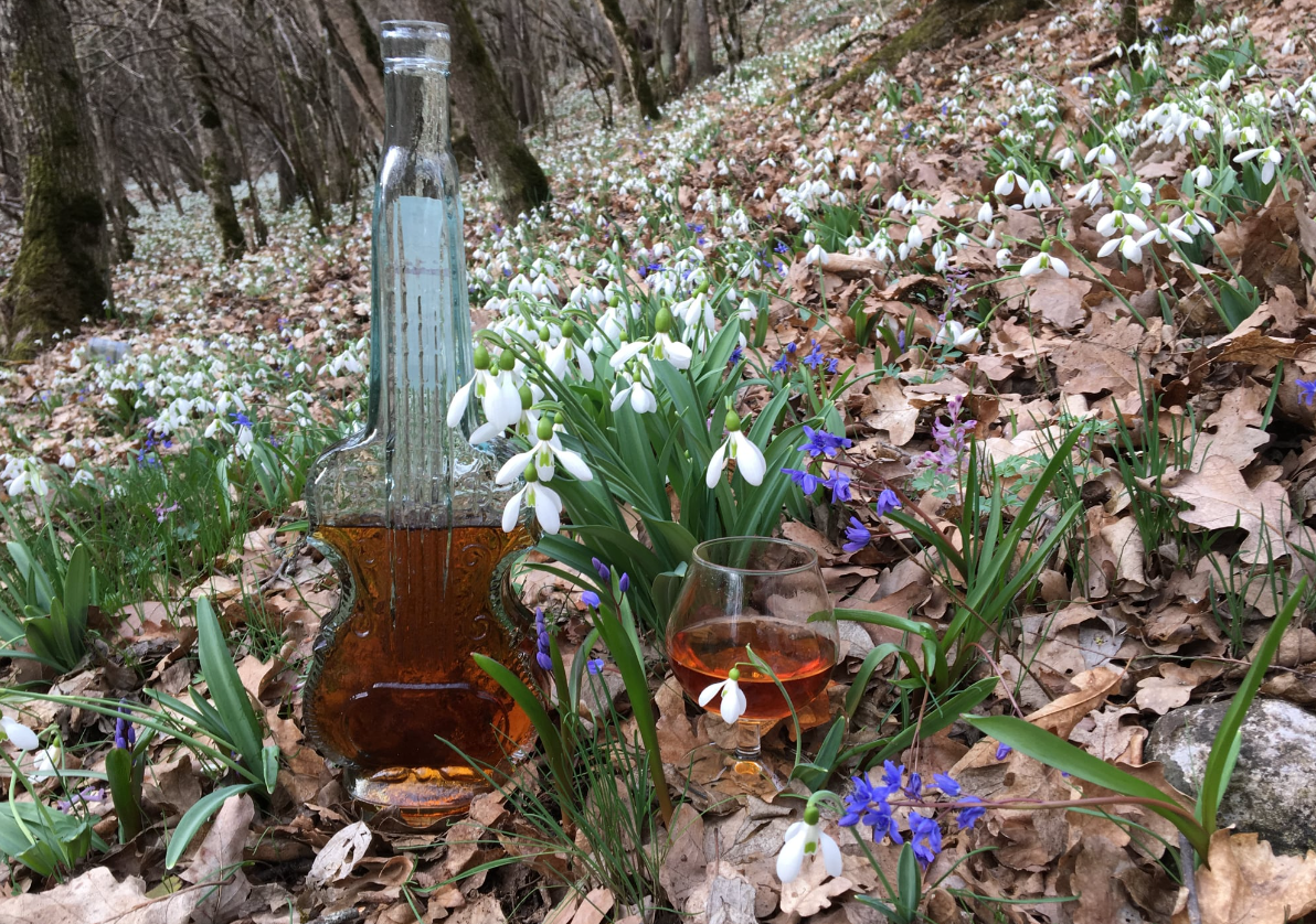 В Крым пришла настоящая весна: "расцвел" целый лес (фото)