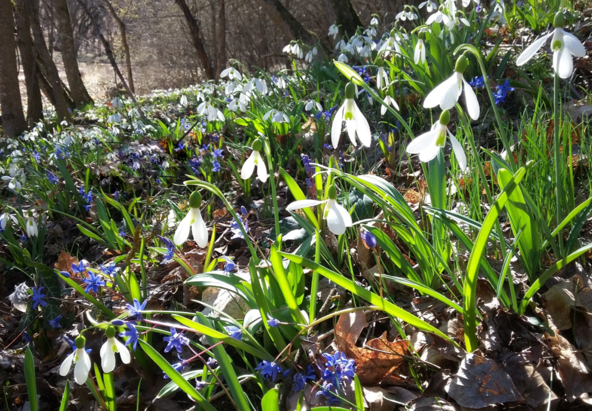 В Крым пришла настоящая весна: "расцвел" целый лес (фото)