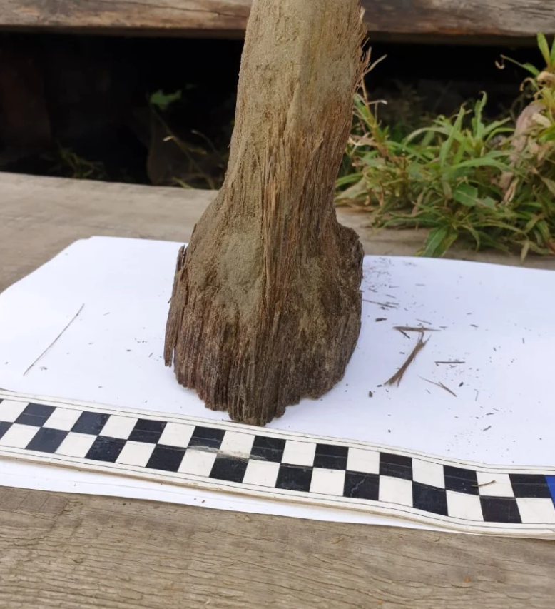 Ученые откопали древнее доисторическое животное: почти без повреждений (фото)