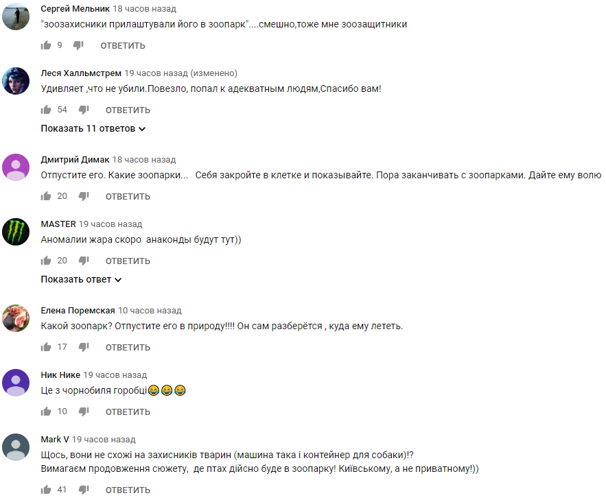 Любит уток и людей: огромную хищную птицу поймали под Сумами (видео)