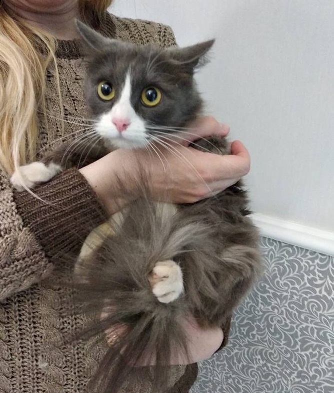 Изъяли даже кота: у 21-летней горе-матери из Черкасс забрали детей (видео)