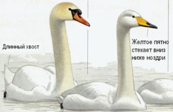 Аномальная зима в Чернобыле: появились фото уникальных животных