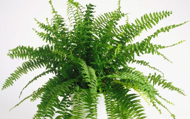 Энергетические вампиры: эти комнатные растения нельзя держать дома