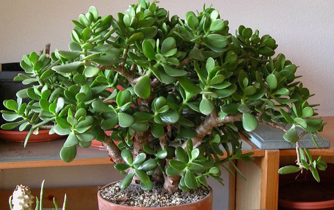 Эти комнатные растения приносят в дом богатство