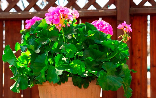 Эти комнатные растения приносят в дом богатство