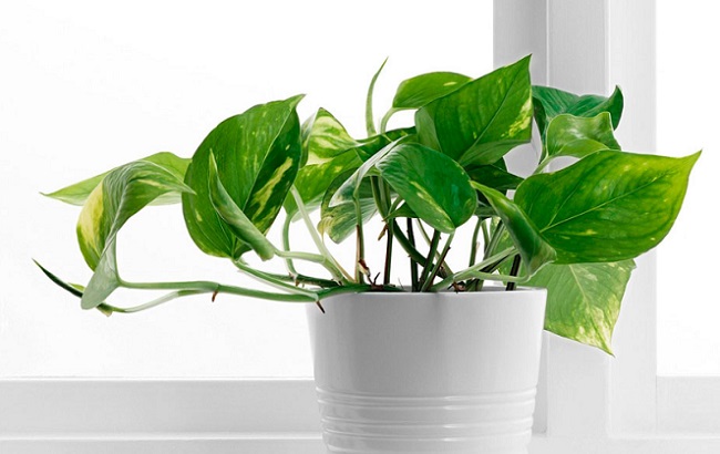 Эти комнатные растения приносят в дом богатство