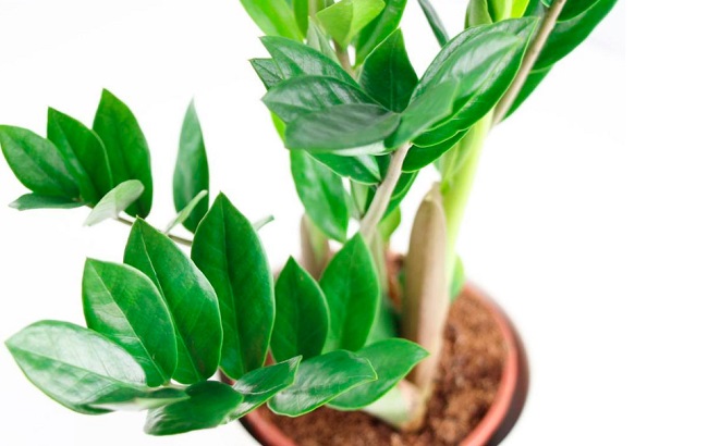 Эти комнатные растения приносят в дом богатство