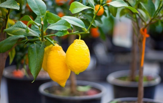 Эти комнатные растения приносят в дом богатство