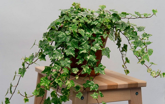 Ці кімнатні рослини накликають на дім біди і нещастя