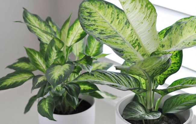 Ці кімнатні рослини накликають на дім біди і нещастя