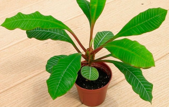 Эти комнатные растения категорически запрещено держать в детской комнате