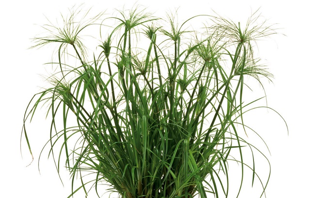 Эти комнатные растения приносят здоровье в каждый дом