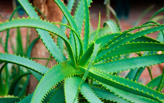 Эти комнатные растения приносят здоровье в каждый дом