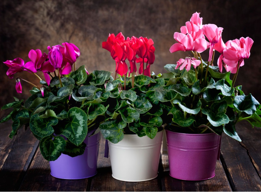 Какие цветы запрещено дарить женщинам в возрасте: могут обидеться