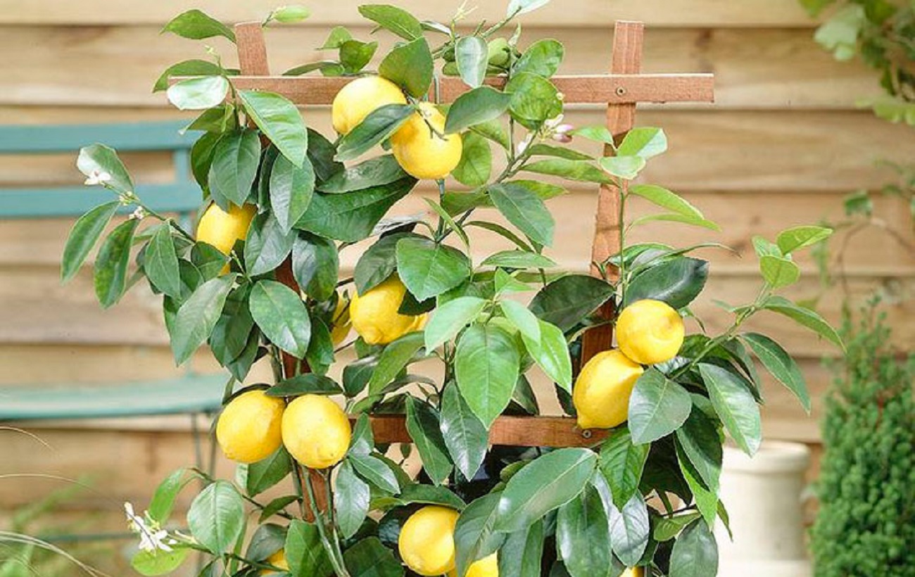 Эти комнатные растения принесут здоровье в ваш дом