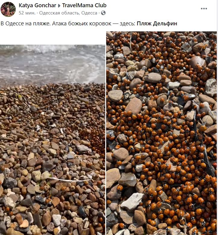 Пляжи Одессы атаковали полчища жуков! Взгляните на эти фото