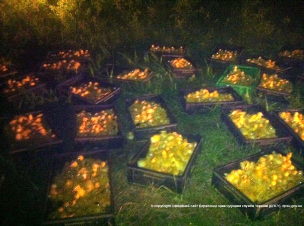 контрабанда каченят