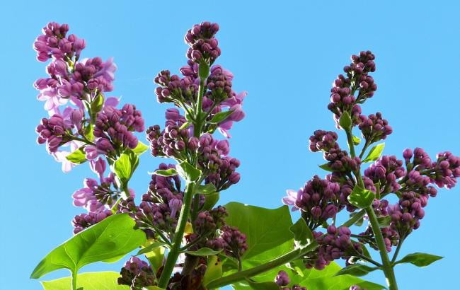 Підсумки дня: 25 квітня