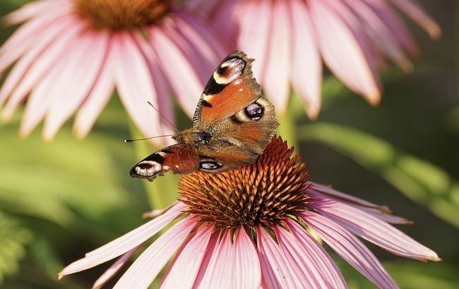 Итоги дня: 1 августа