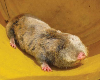 Этих краснокнижных животных украинцы часто путают с кротами и убивают: фото зверьков