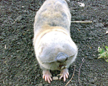 Этих краснокнижных животных украинцы часто путают с кротами и убивают: фото зверьков