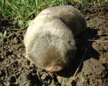 Этих краснокнижных животных украинцы часто путают с кротами и убивают: фото зверьков