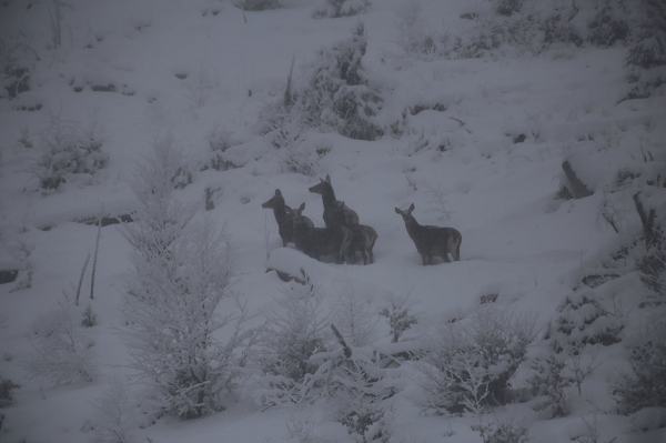 В заснеженных Карпатах на склоне "засекли" семью редких лесных жителей (фото)