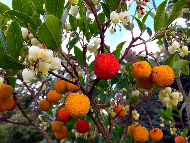 Врачи назвали самую полезную осеннюю ягоду: снижает сахар и холестерин
