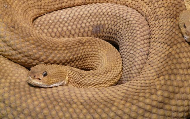 На Прикарпатье мальчик попал в реанимацию из-за укуса змеи