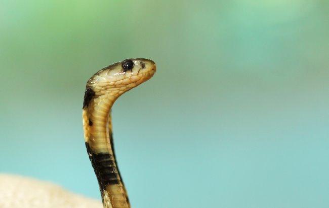 На Прикарпатье мальчик попал в реанимацию из-за укуса змеи